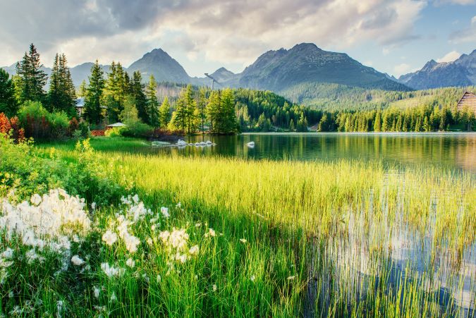 Nature photography with plants, flowers, water, trees and and mountains phone