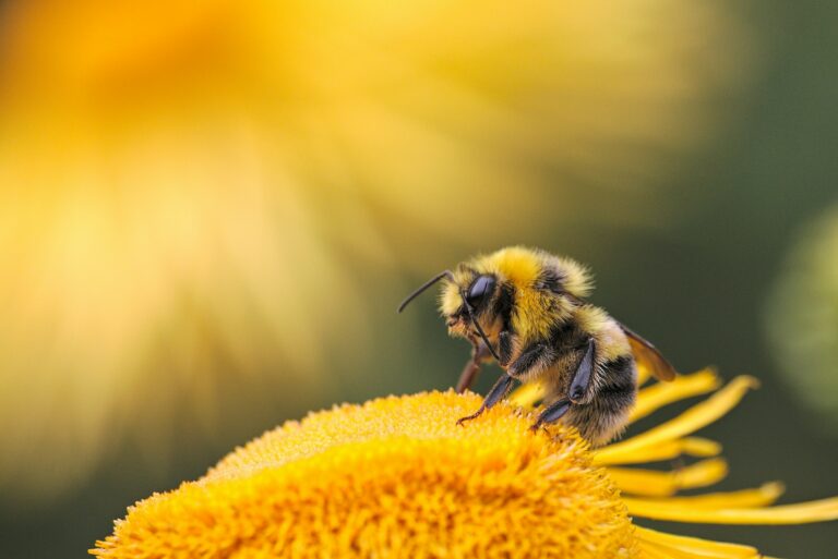 Safety First: Protecting Your Team from Insects at the Workplace    