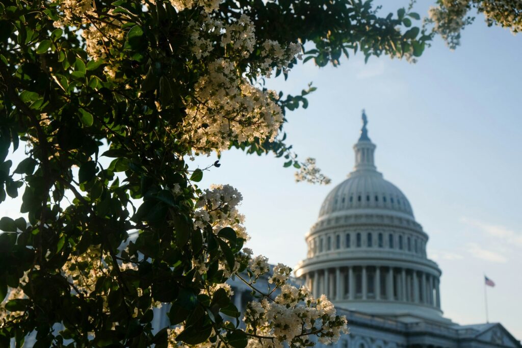 capitol hill with tree